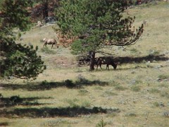 Elk in the valley.jpg (19456 bytes)